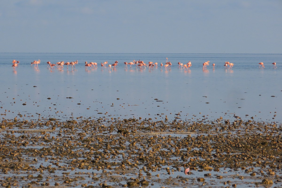 Flamant des Caraïbes - ML600918061