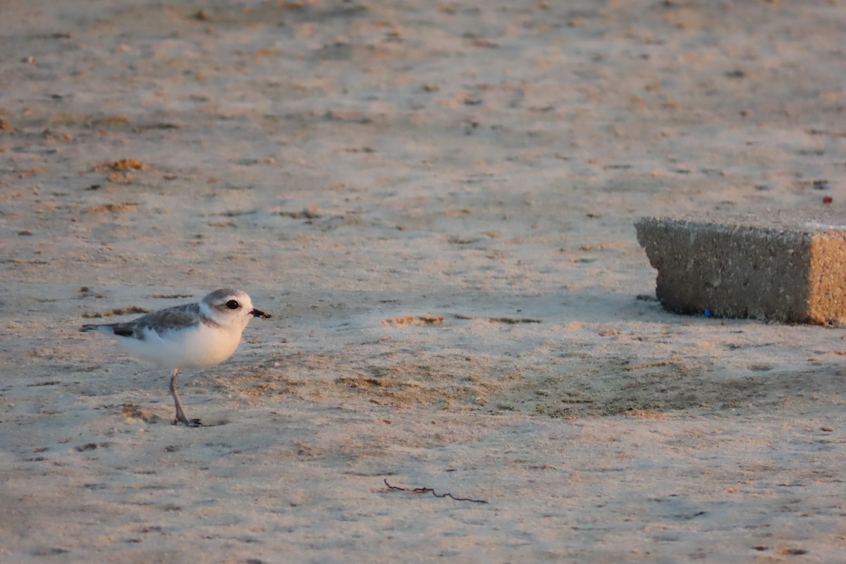 Snowy Plover - ML600918551