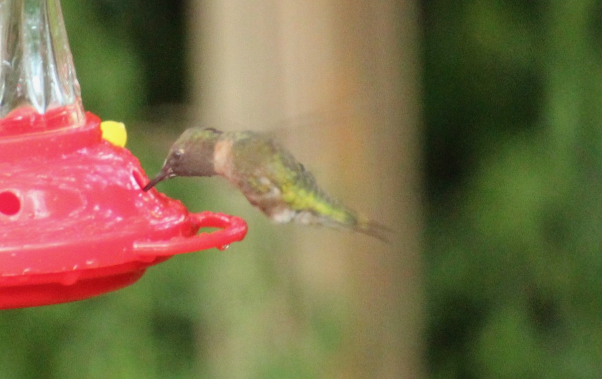 Ruby-throated Hummingbird - ML600918631