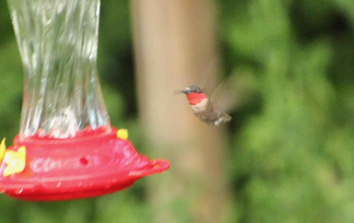 Ruby-throated Hummingbird - ML600918641