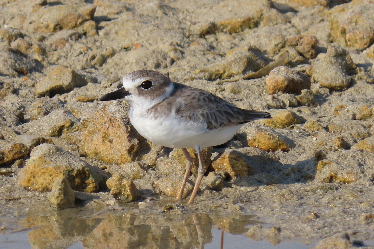 Wilson's Plover - ML600918701