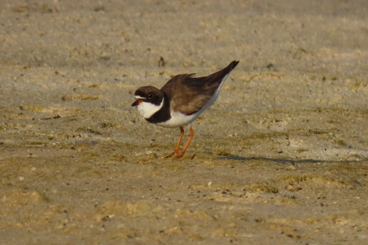 Semipalmated Plover - Green Jay Bird Conservancy Juan Flores