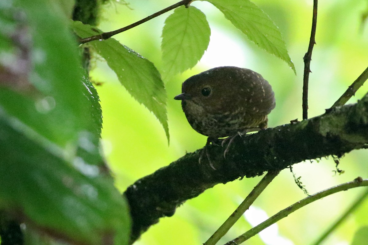Pygmy Cupwing - Charley Hesse TROPICAL BIRDING