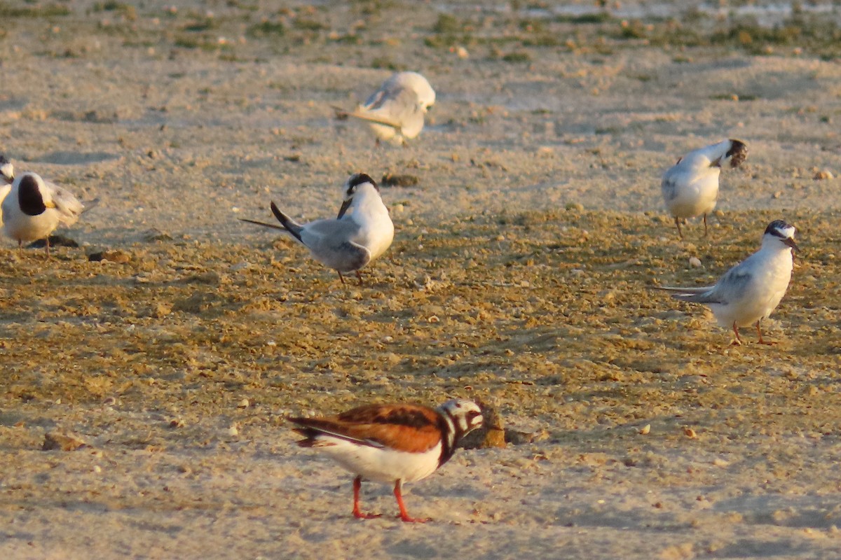 Ruddy Turnstone - ML600919891