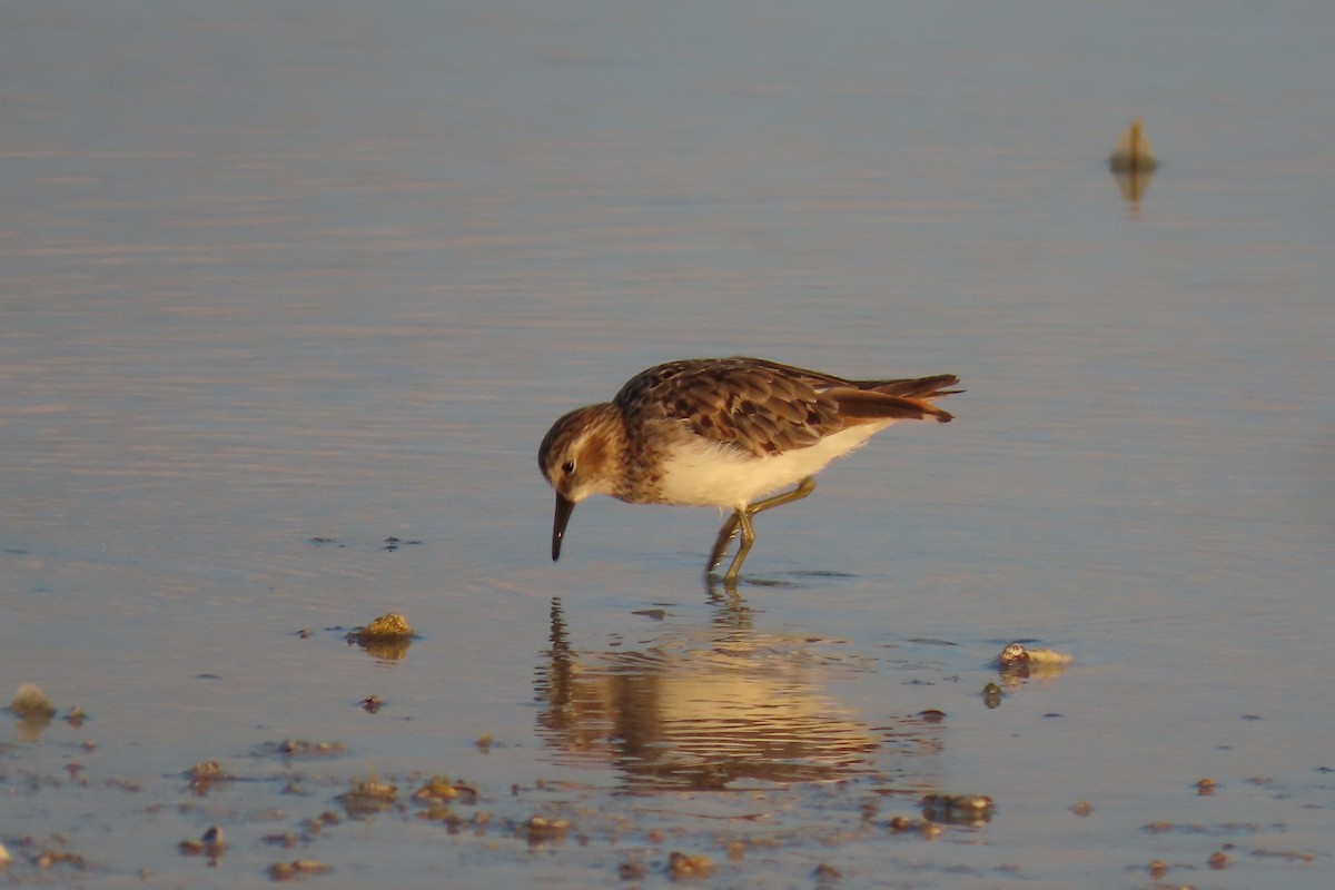 Least Sandpiper - ML600920141