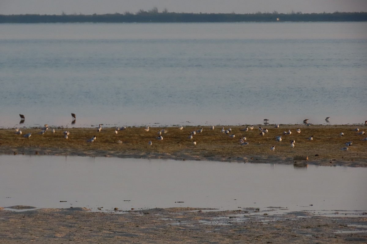 Least Tern - ML600920471