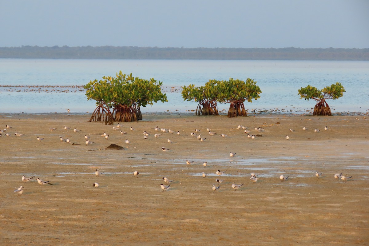 Least Tern - ML600920611