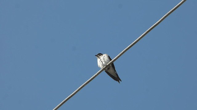 Gray-breasted Martin - ML600920651