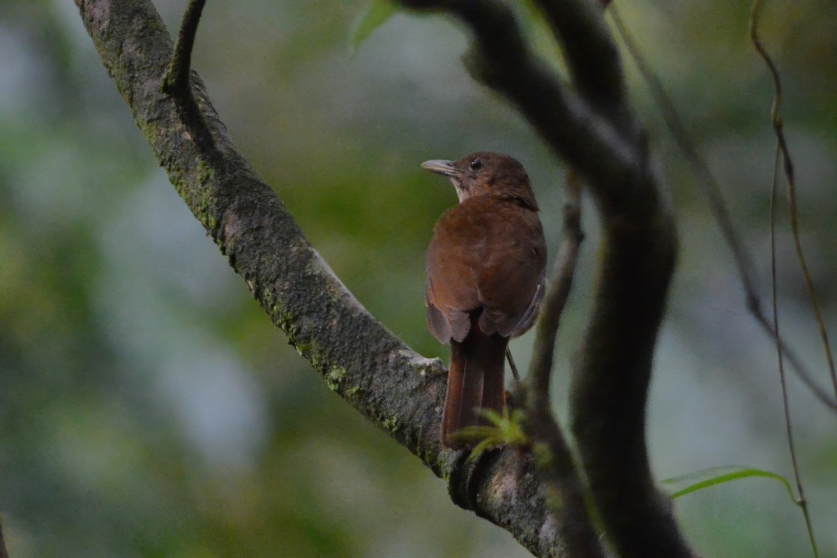 Merle cacao - ML600920751