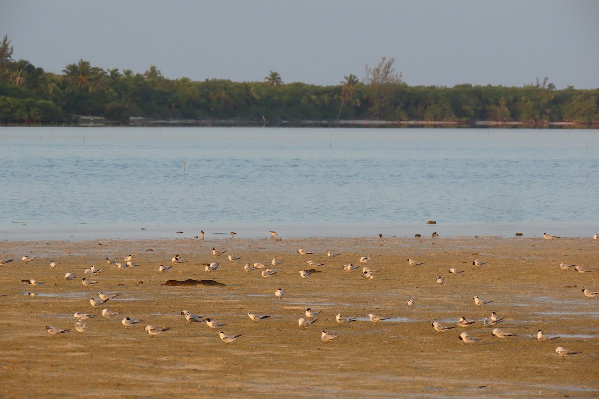 Least Tern - ML600920761