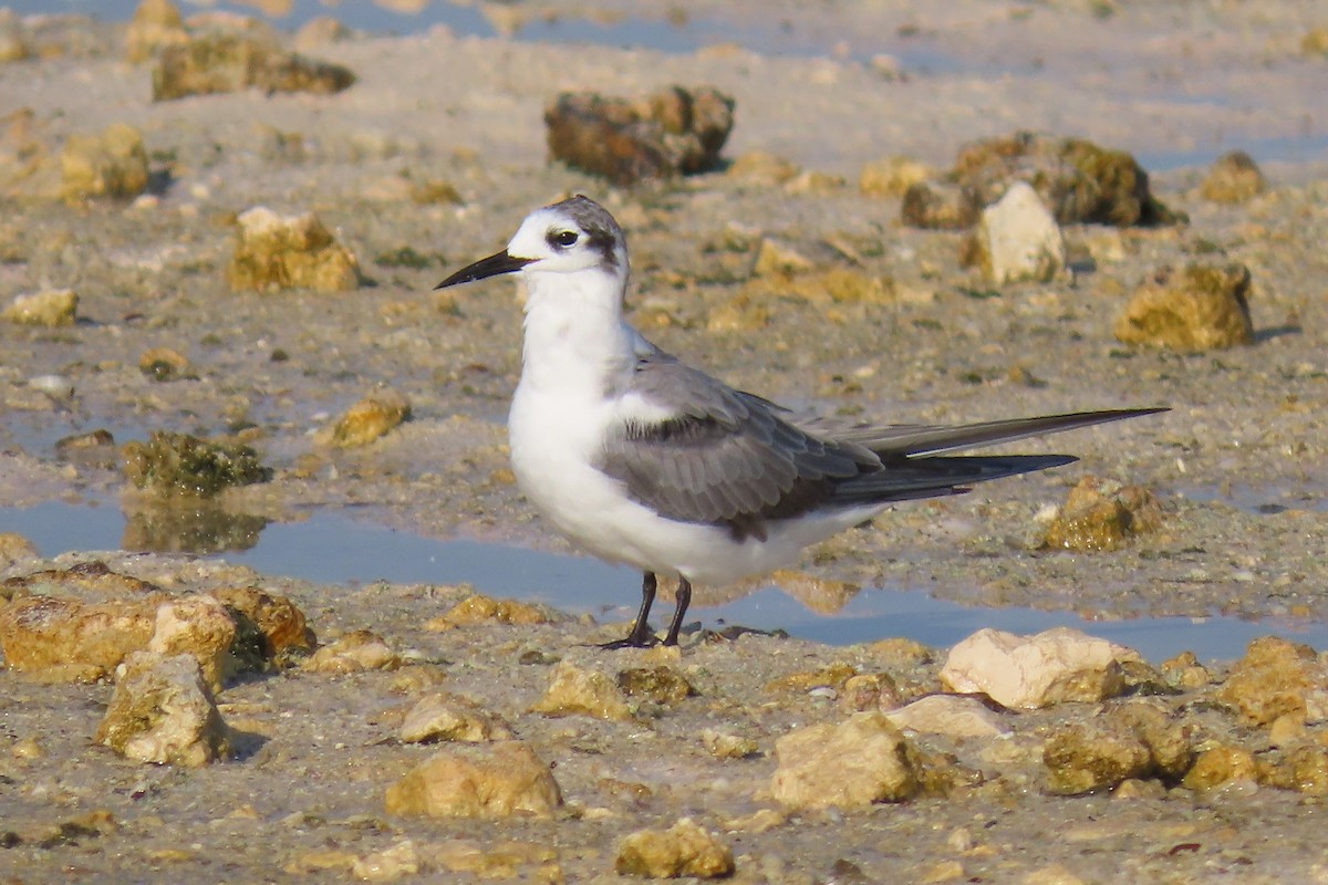 Black Tern - ML600921011