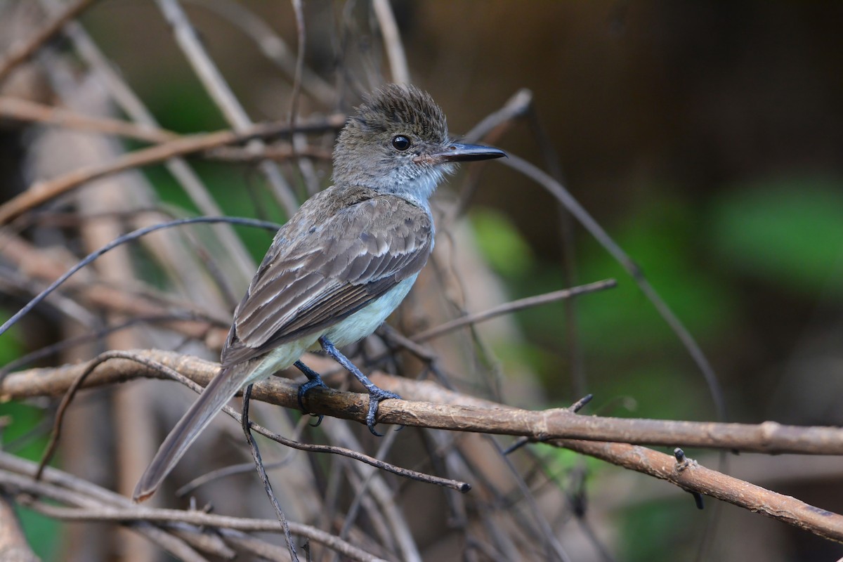 Grenada Flycatcher - ML600921201