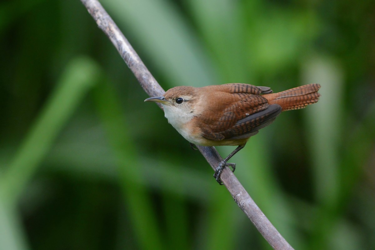 St. Vincent Wren - ML600921241
