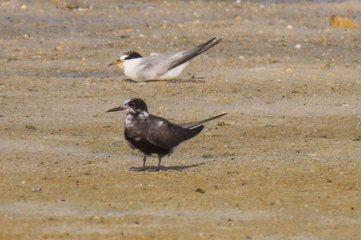 Black Tern - ML600921251