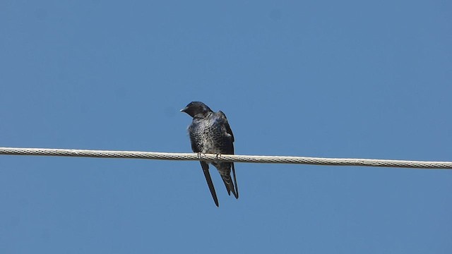 Golondrina Sureña - ML600921271