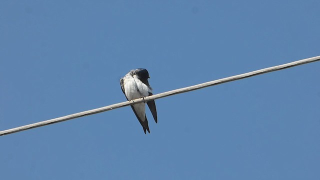 Gray-breasted Martin - ML600921331