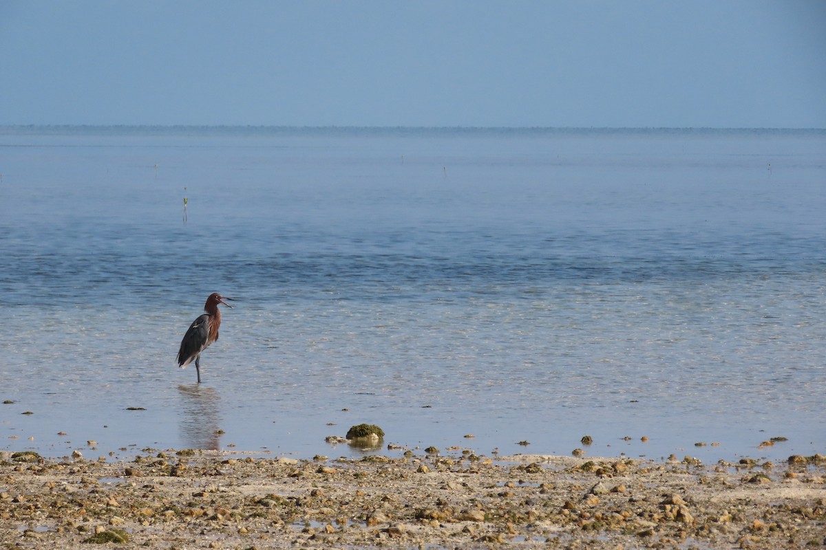 Reddish Egret - ML600921401