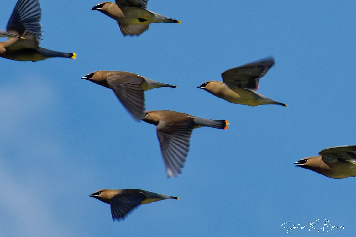 Cedar Waxwing - ML600922221