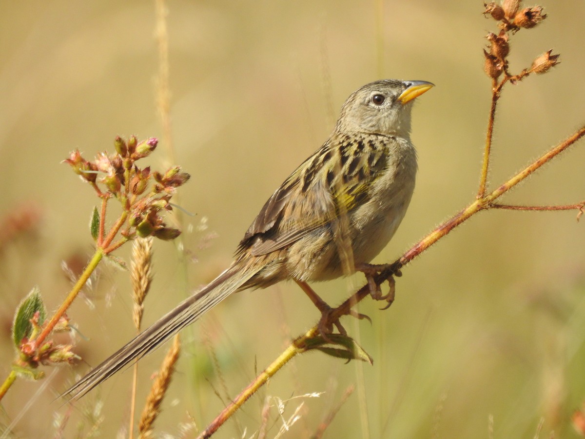 Wedge-tailed Grass-Finch - ML600922481