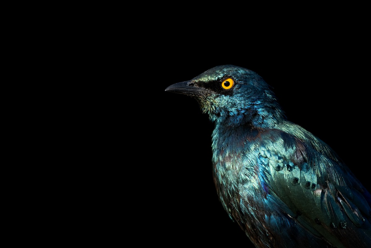 Lesser Blue-eared Starling (Lesser) - ML600922891