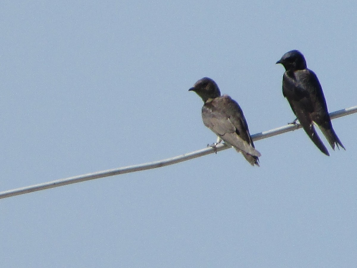 Purple Martin - ML600923621