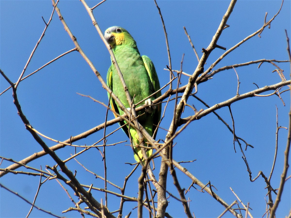 Orange-winged Parrot - ML600923861