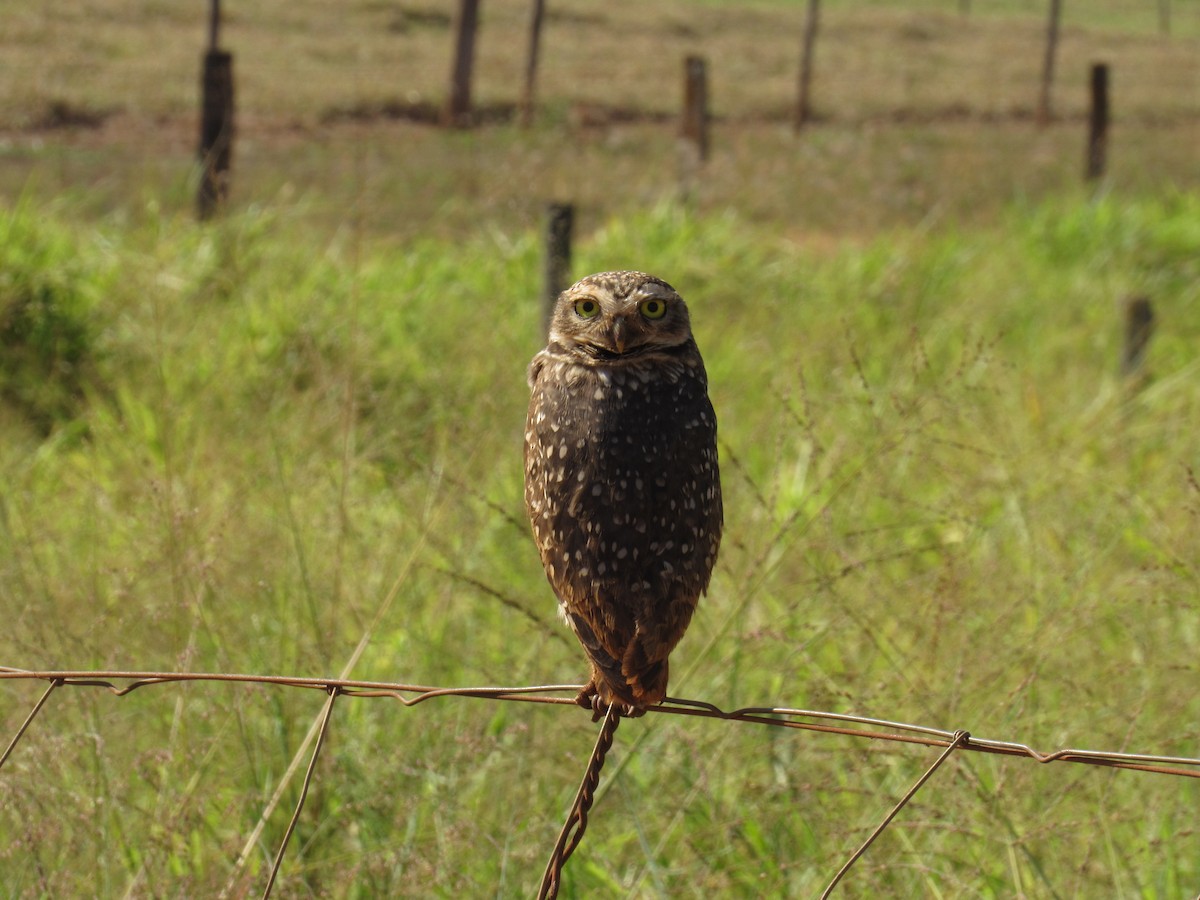 Burrowing Owl - ML600924181