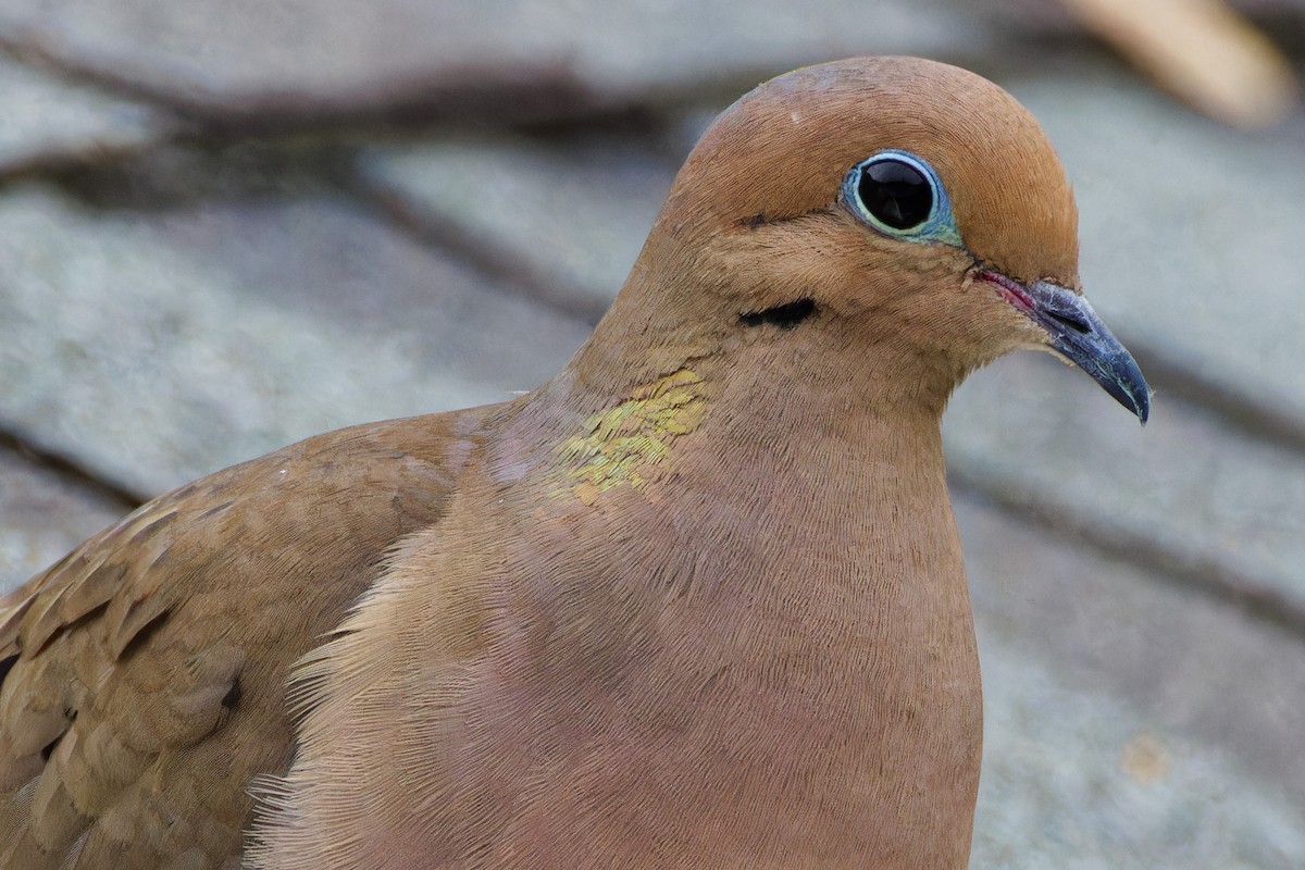 Mourning Dove - ML600924381