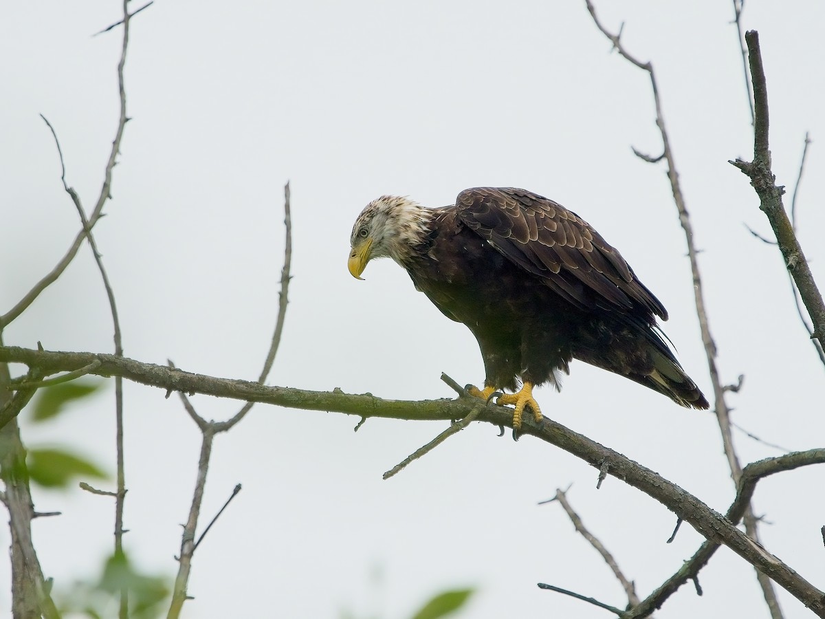 Bald Eagle - ML600925251