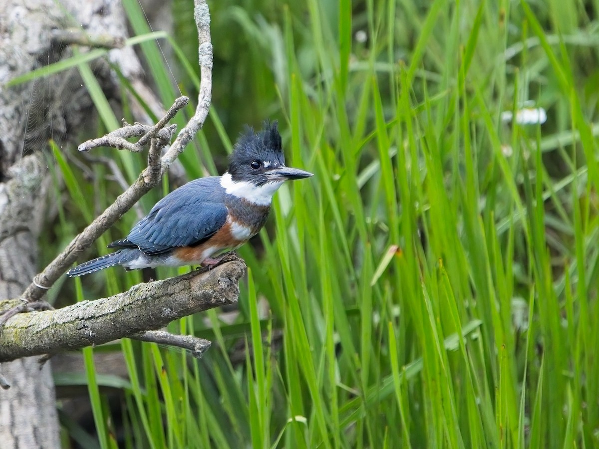 Belted Kingfisher - ML600925381