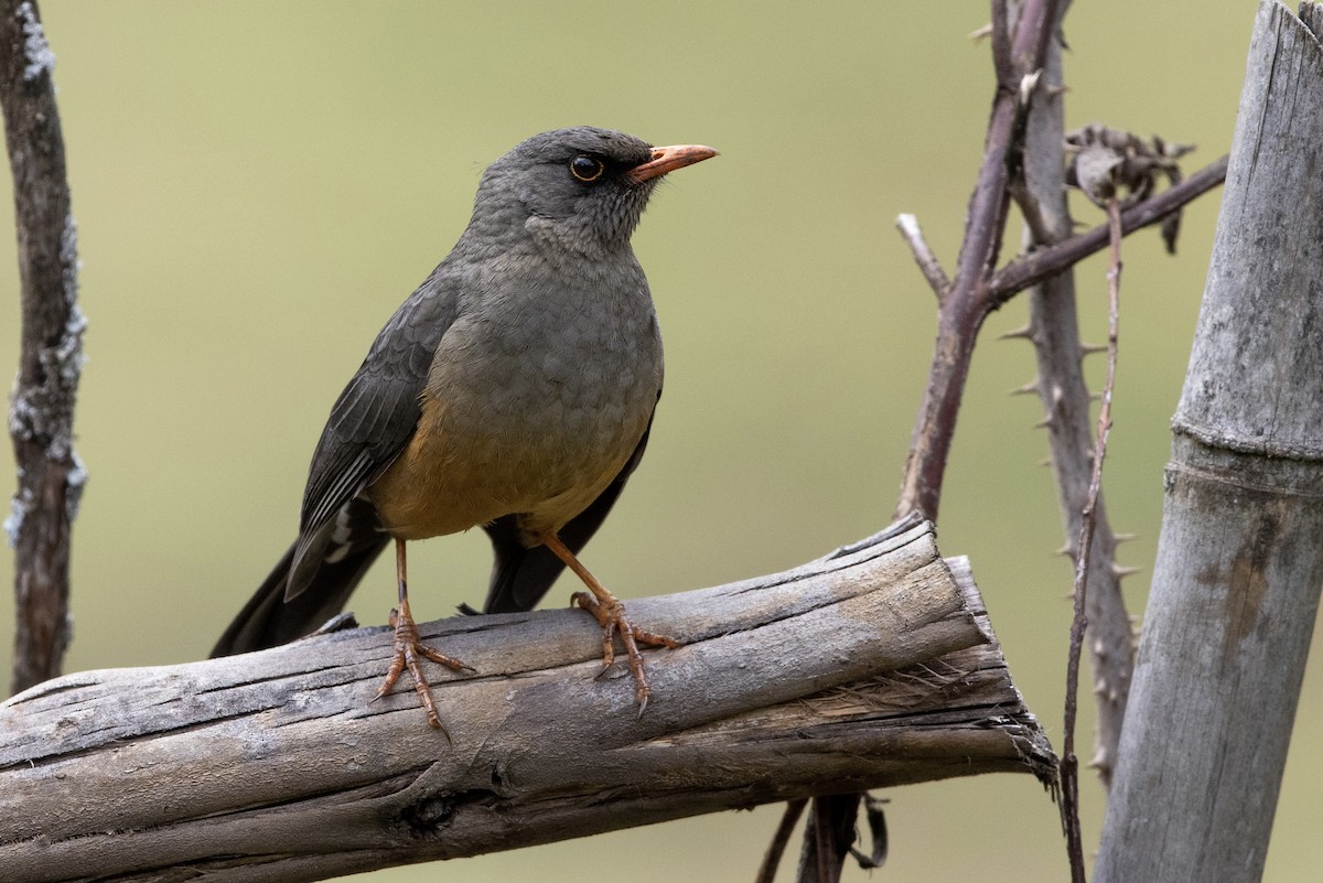 Zorzal Abisinio (grupo abyssinicus) - ML600925761