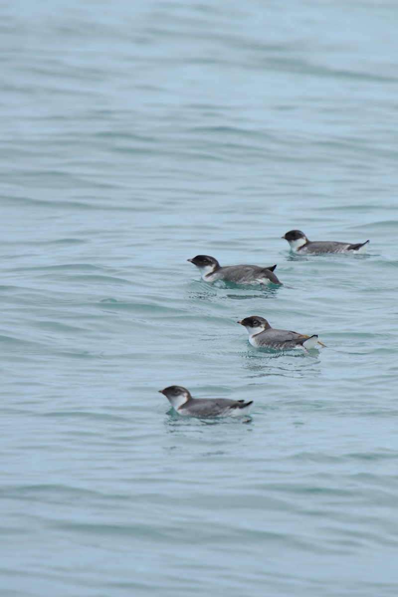 Ancient Murrelet - ML600925791