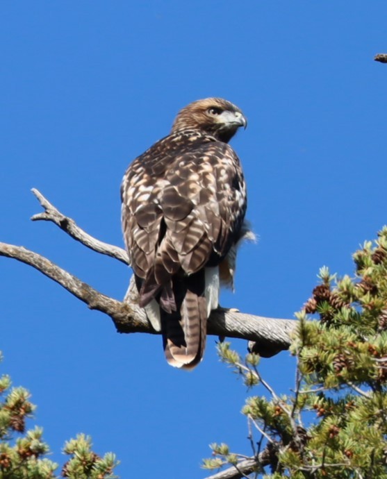 Red-tailed Hawk - ML600925831