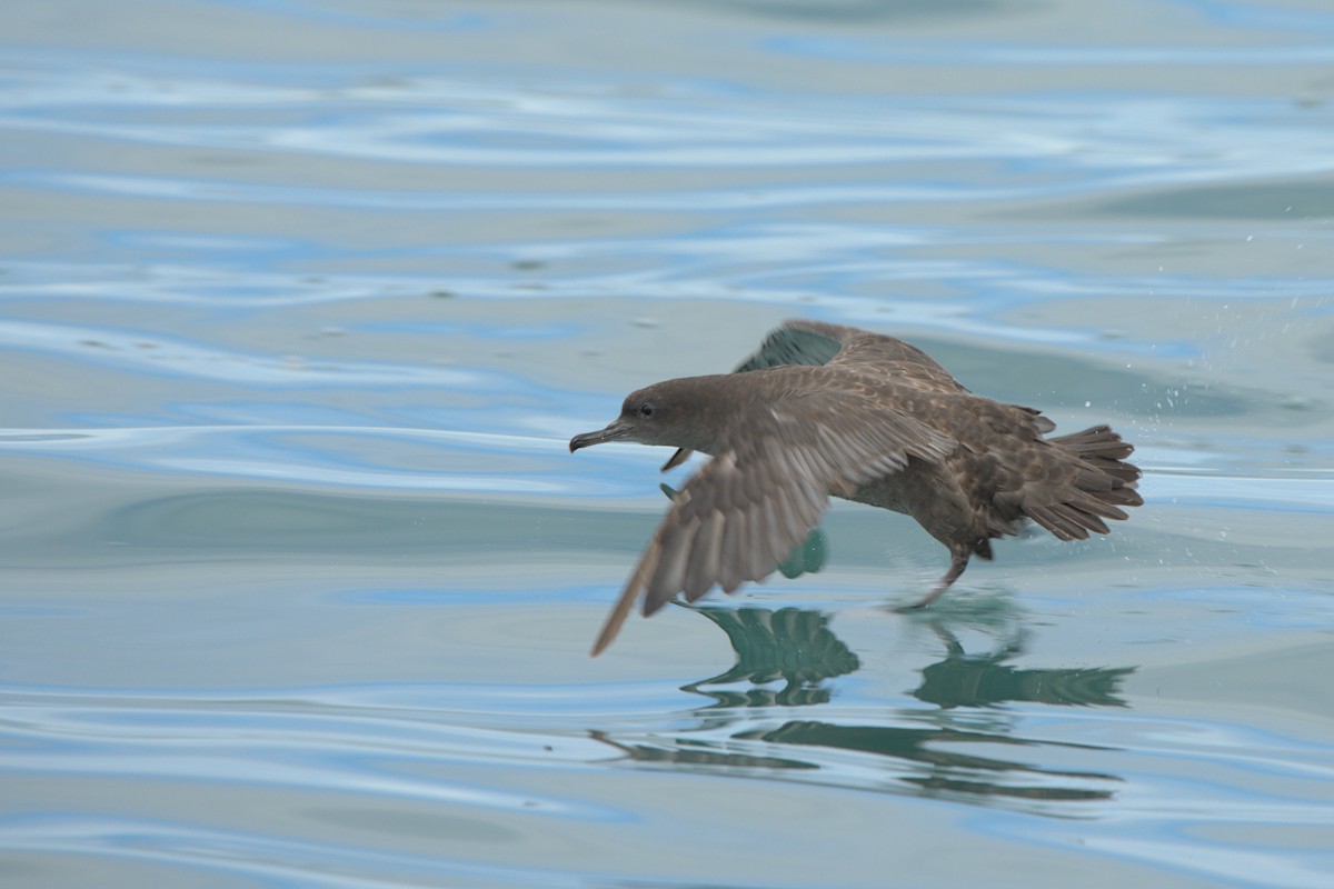 Sooty Shearwater - Andy Bankert