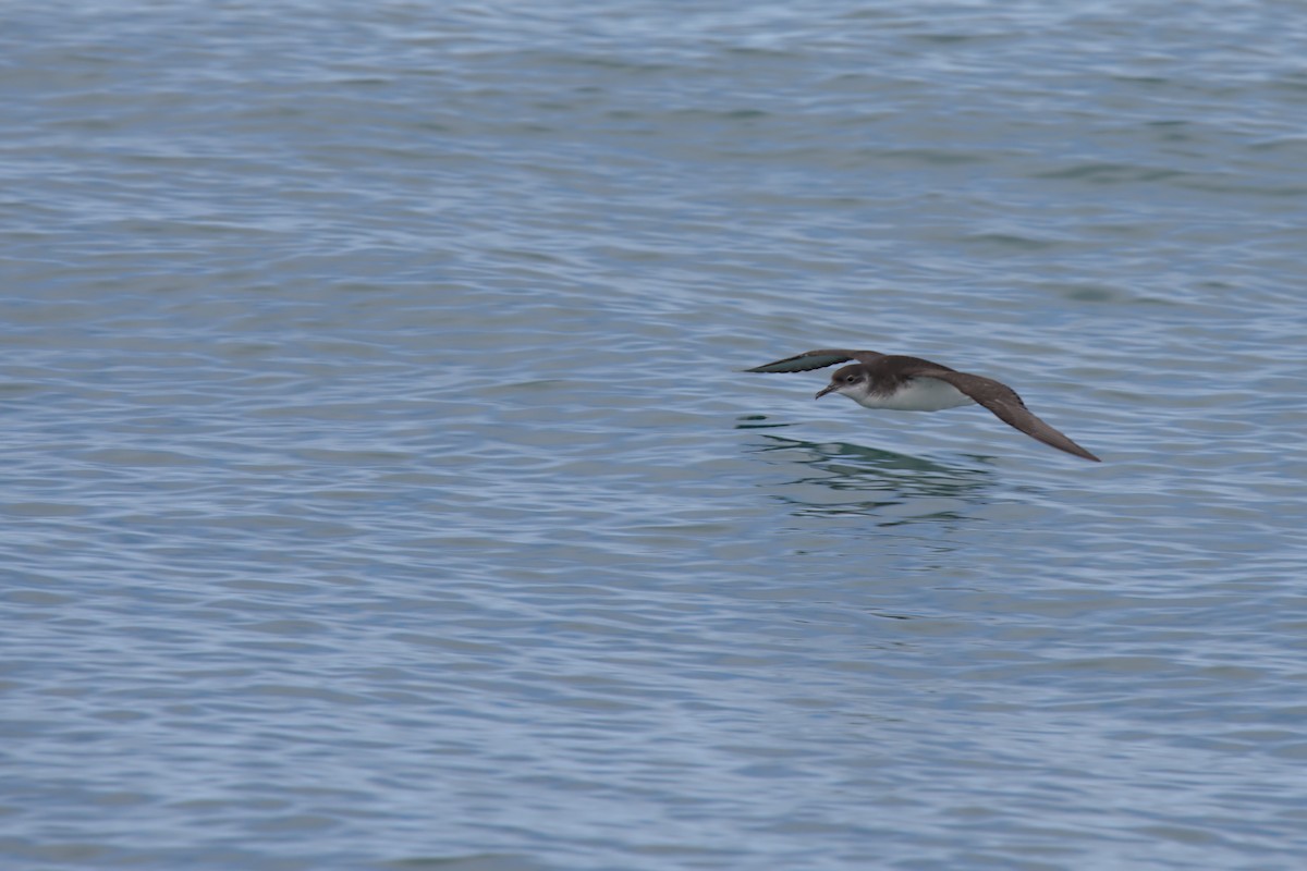 Manx Shearwater - ML600925991