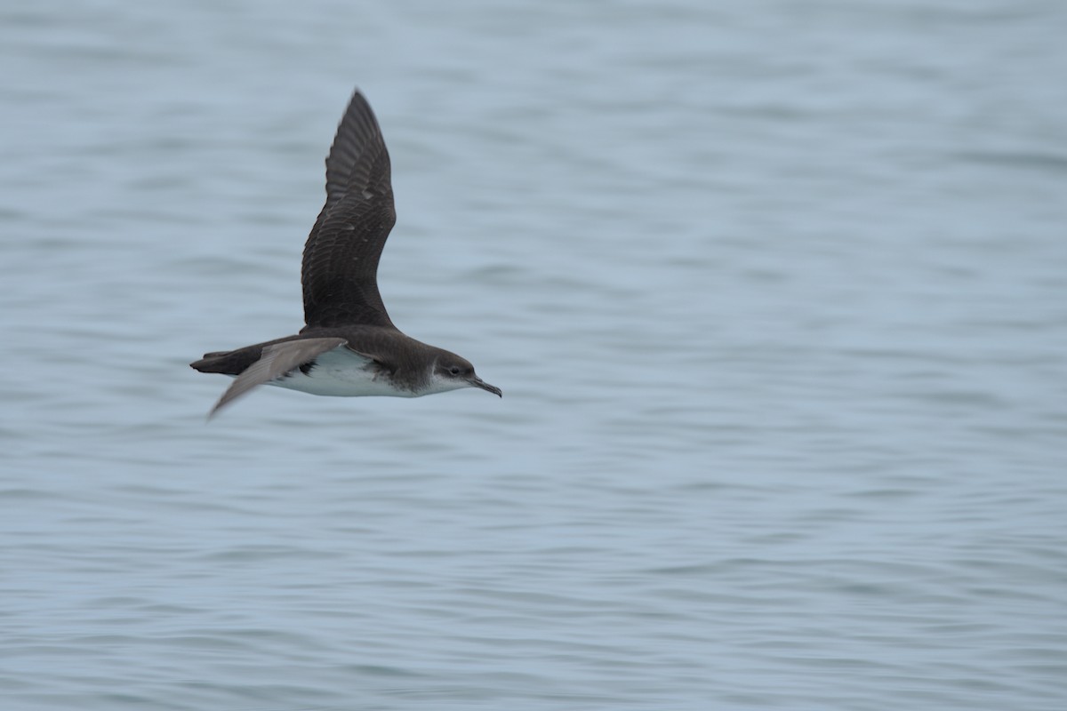 Manx Shearwater - ML600926001