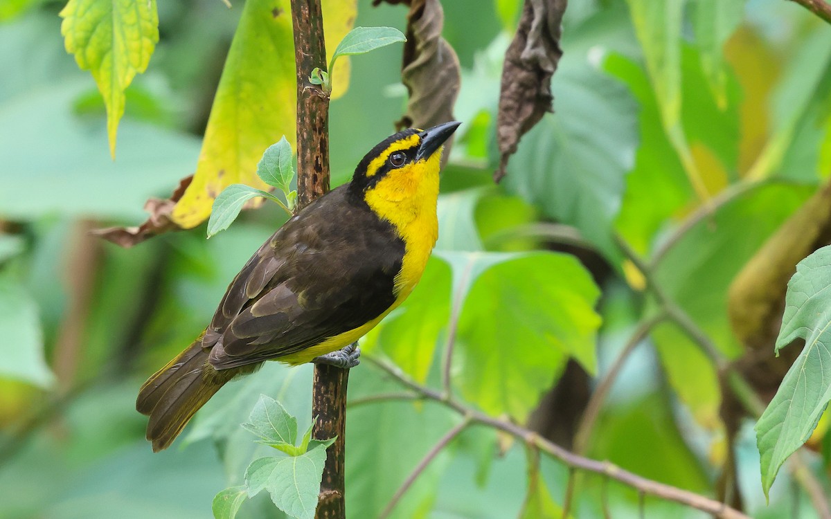 Black-necked Weaver - Dominic Rollinson - Birding Ecotours