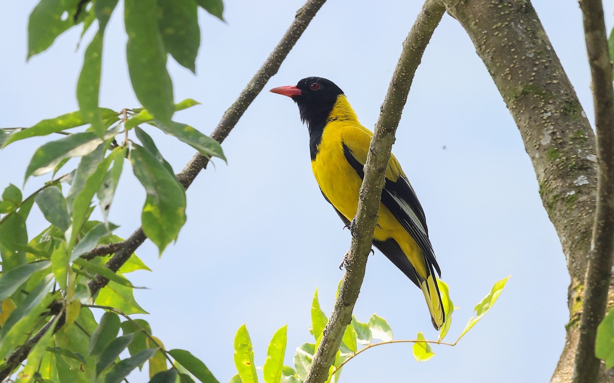 Black-tailed Oriole - Dominic Rollinson - Birding Ecotours