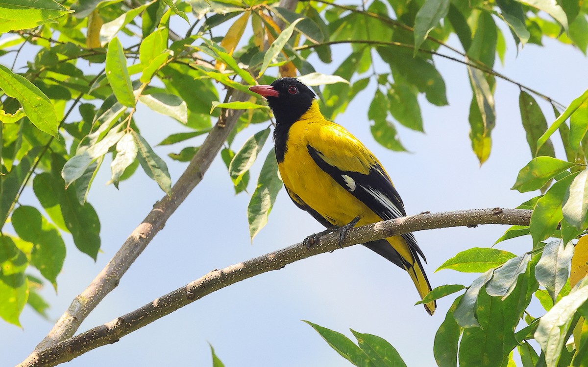 Black-tailed Oriole - Dominic Rollinson - Birding Ecotours