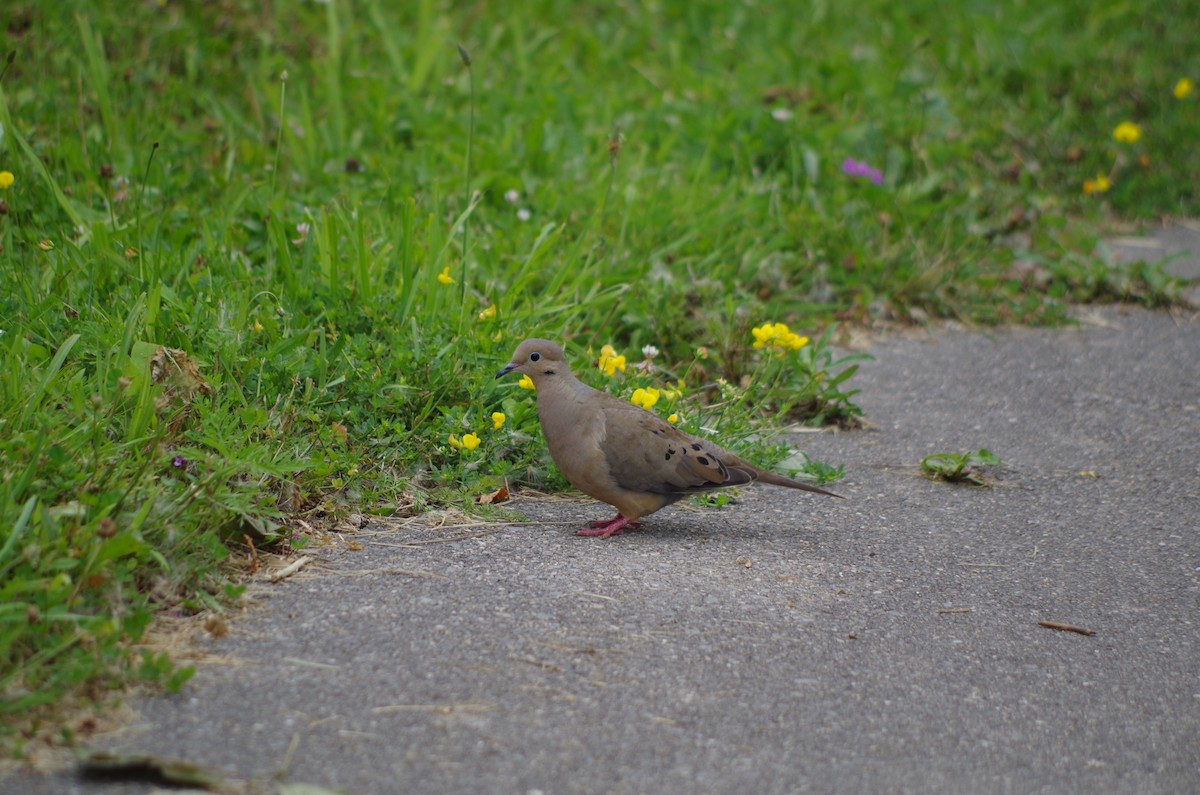 Mourning Dove - ML600926341