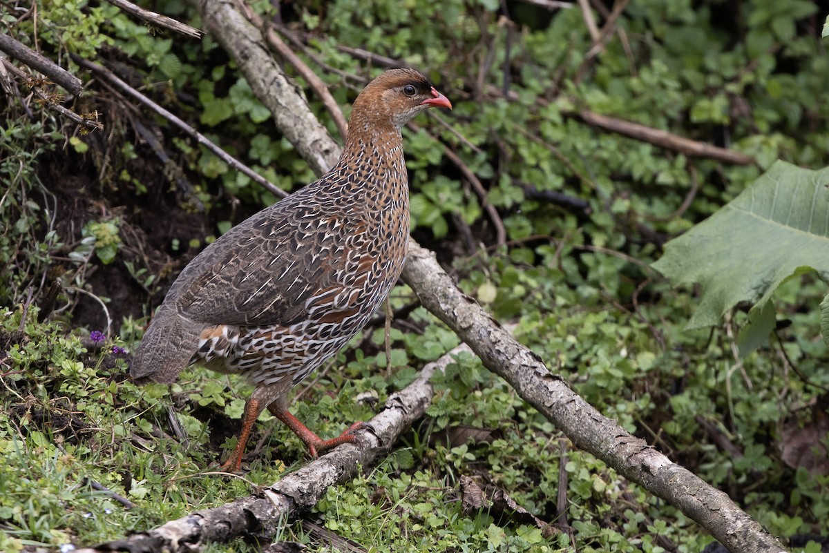 frankolín rezavokrký (ssp. castaneicollis) - ML600926631