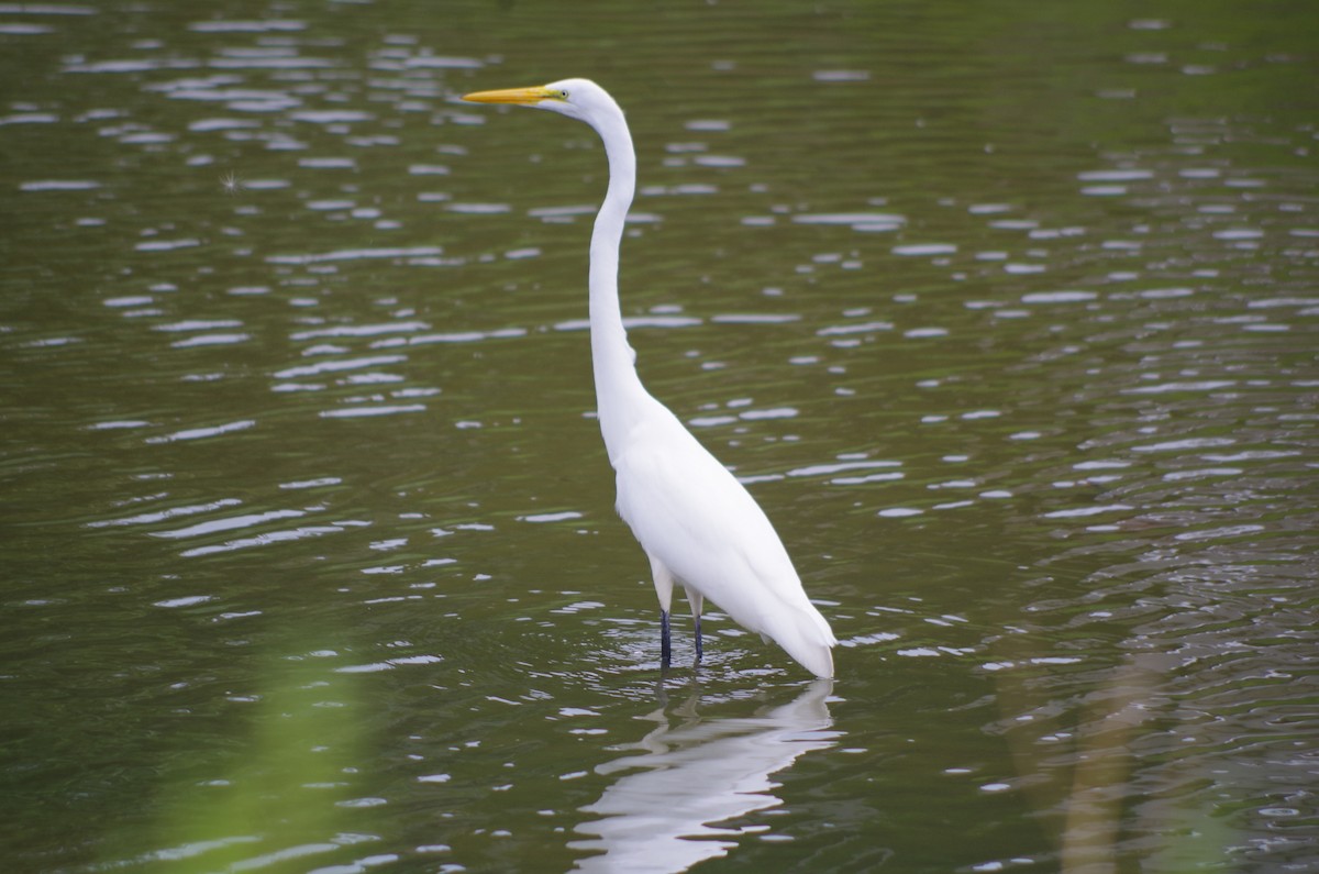 Great Egret - ML600926761