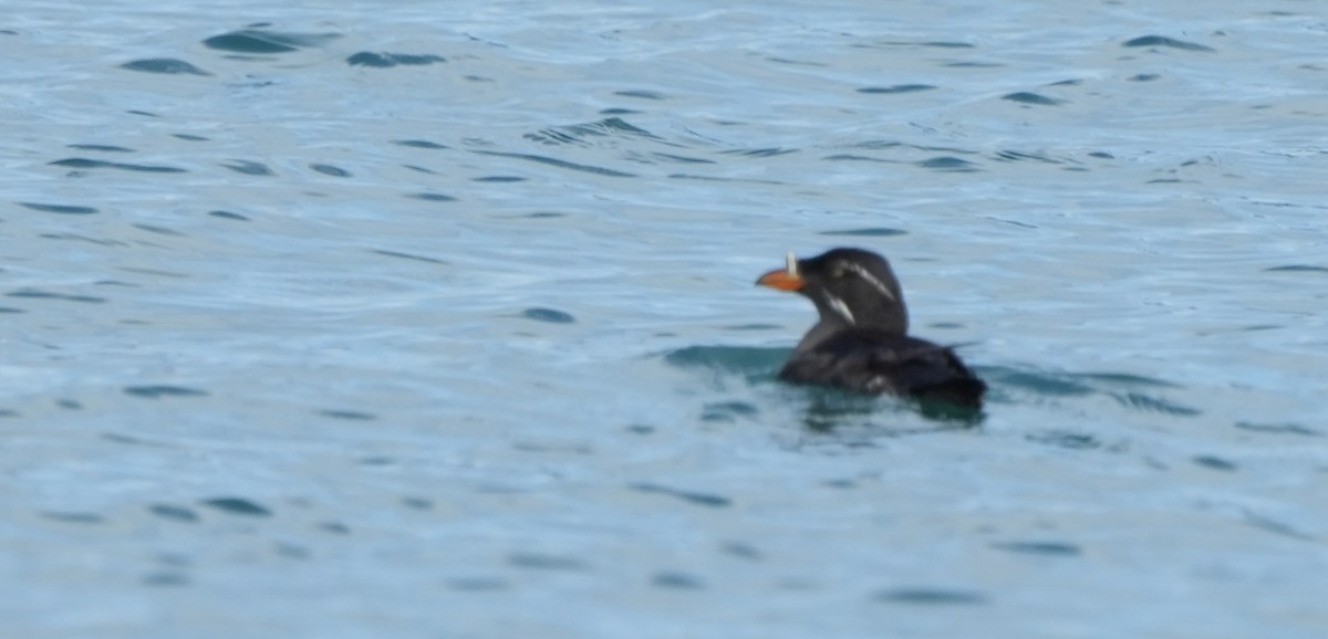 Rhinoceros Auklet - ML600926811