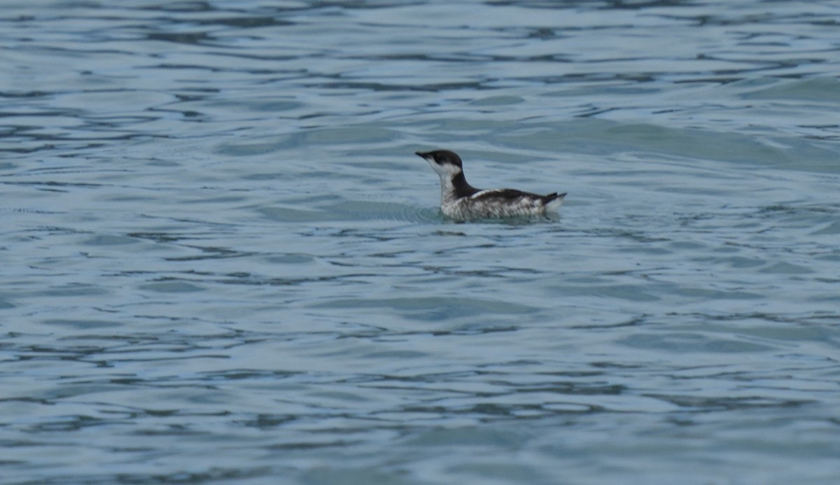 Marbled Murrelet - ML600926831