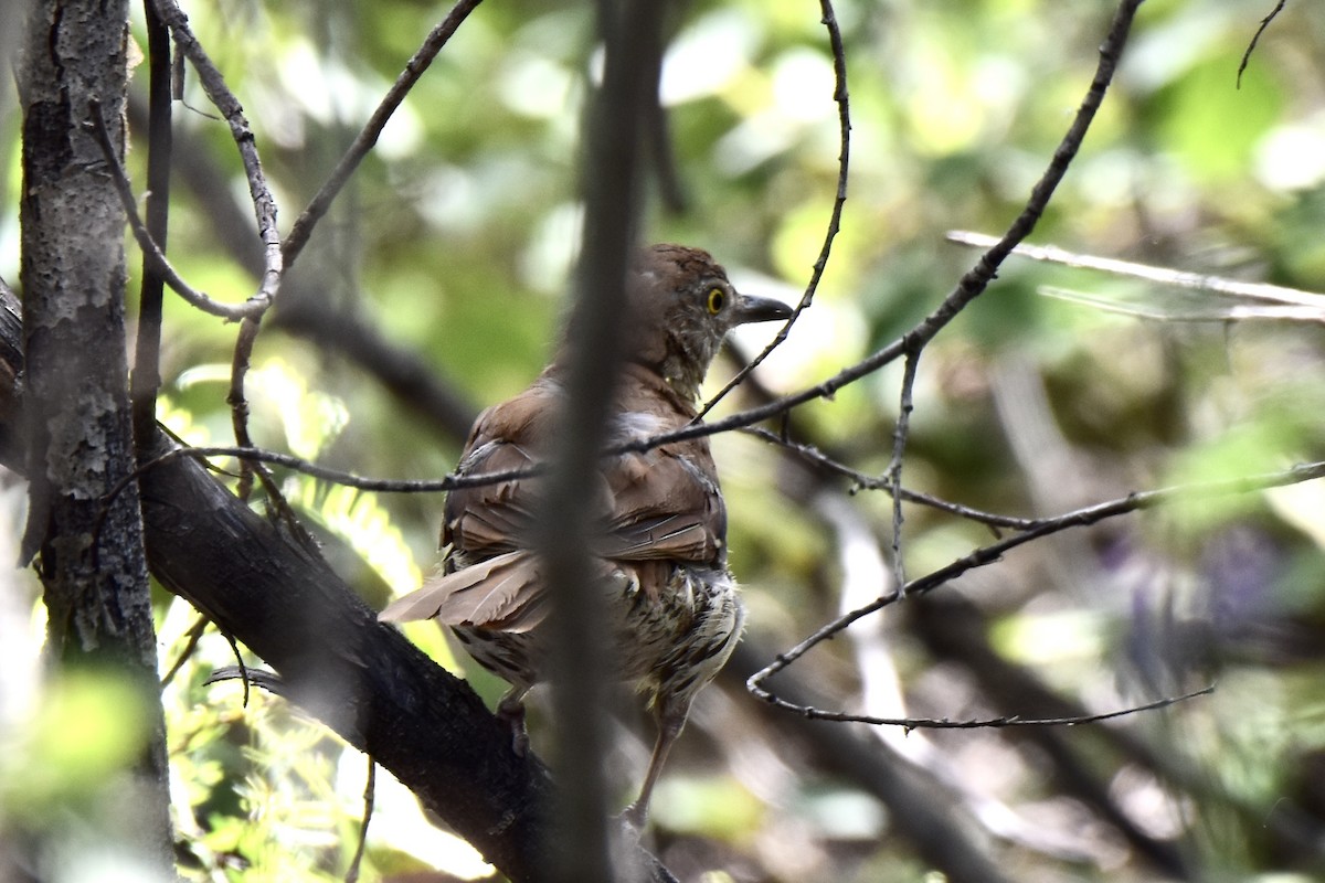 Brown Thrasher - ML600927071