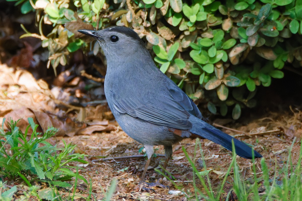 Gray Catbird - ML600927481
