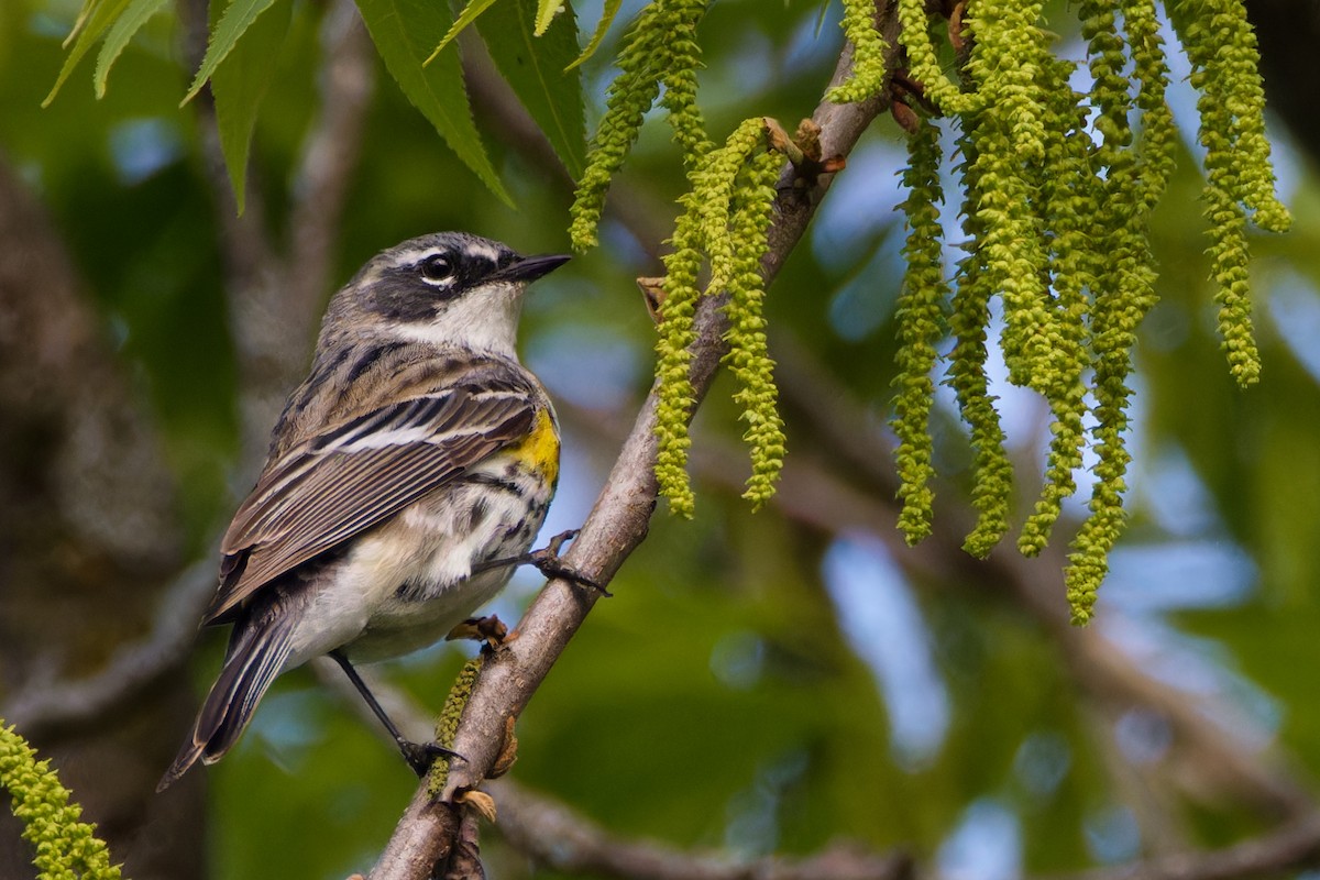 Yellow-rumped Warbler - ML600927671
