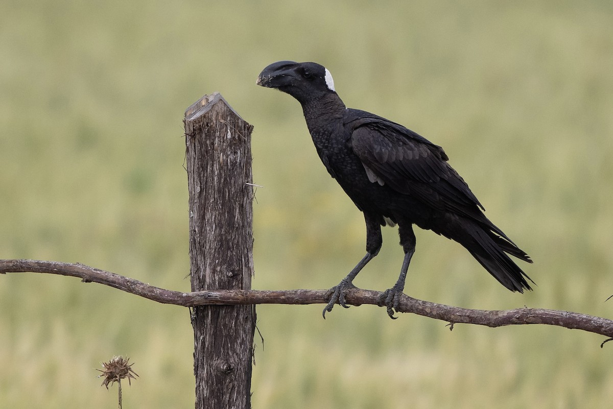 Thick-billed Raven - Mathieu Bally