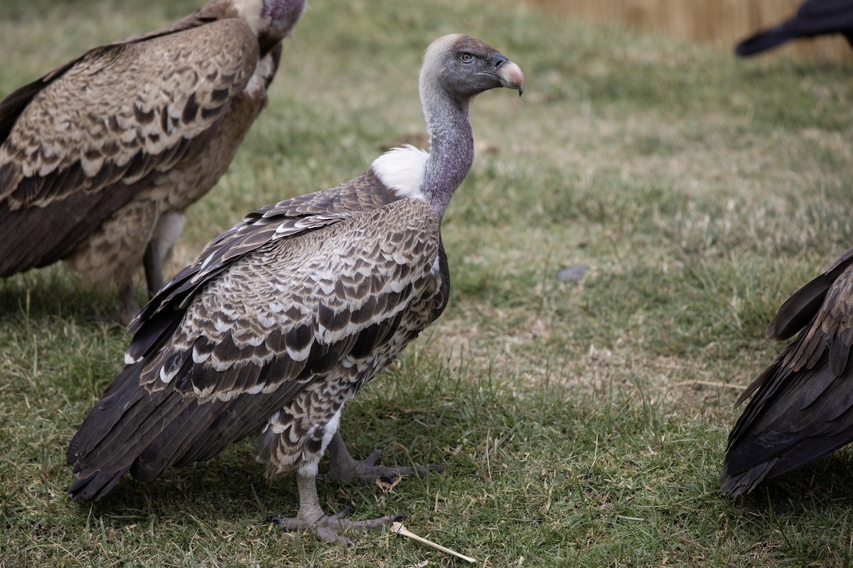 Rüppell's Griffon - ML600928331