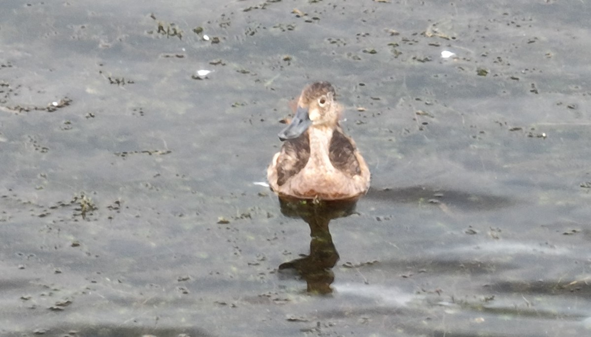 Ring-necked Duck - ML600928491